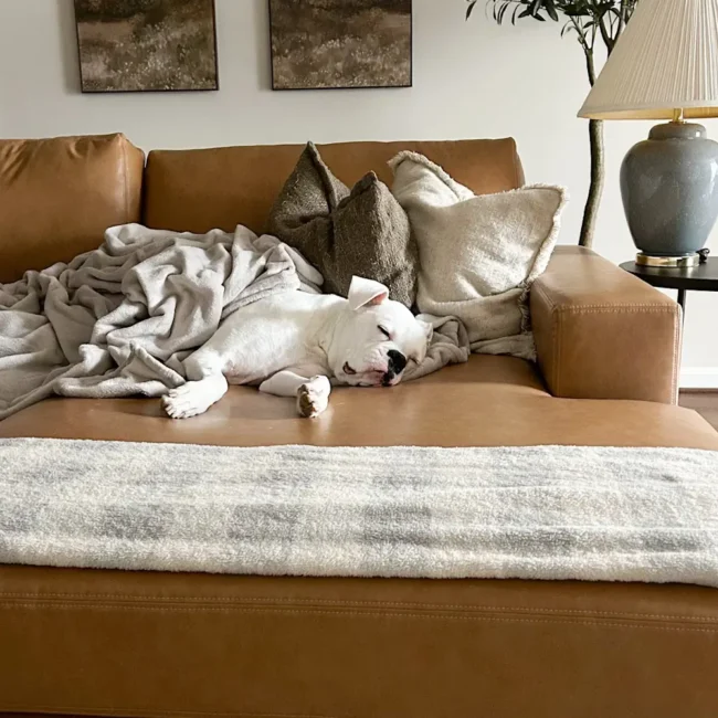 best pet friendly sofa