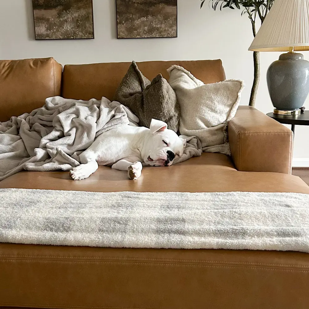 best pet friendly sofa
