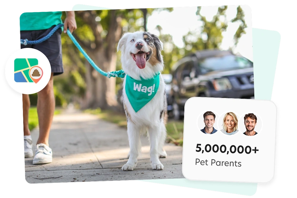 wag-dog-walking-service-image