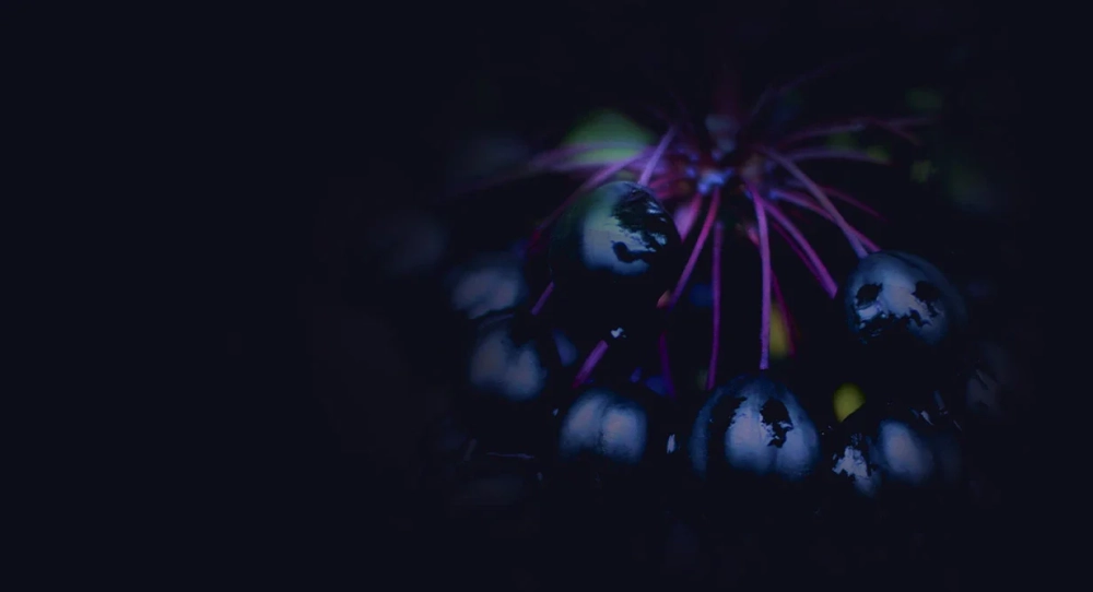 stemregen-feature-image