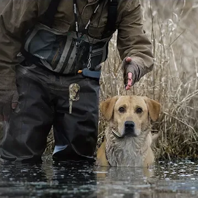 sportdog-category-image