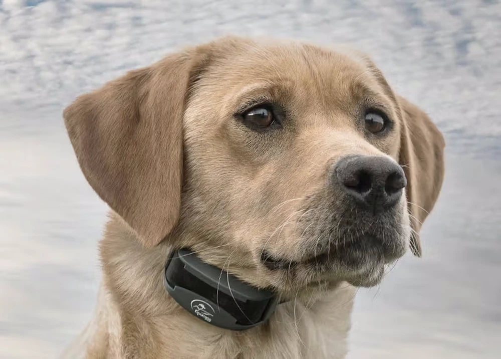 sportdog-feature-image