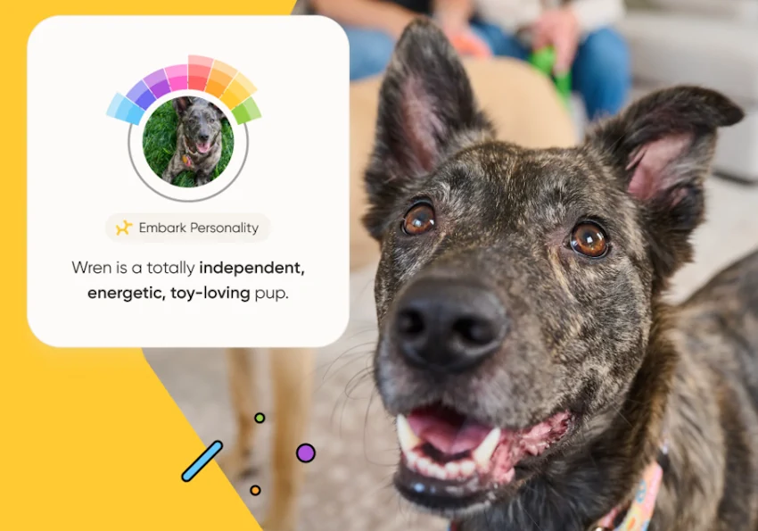 embark personality profile