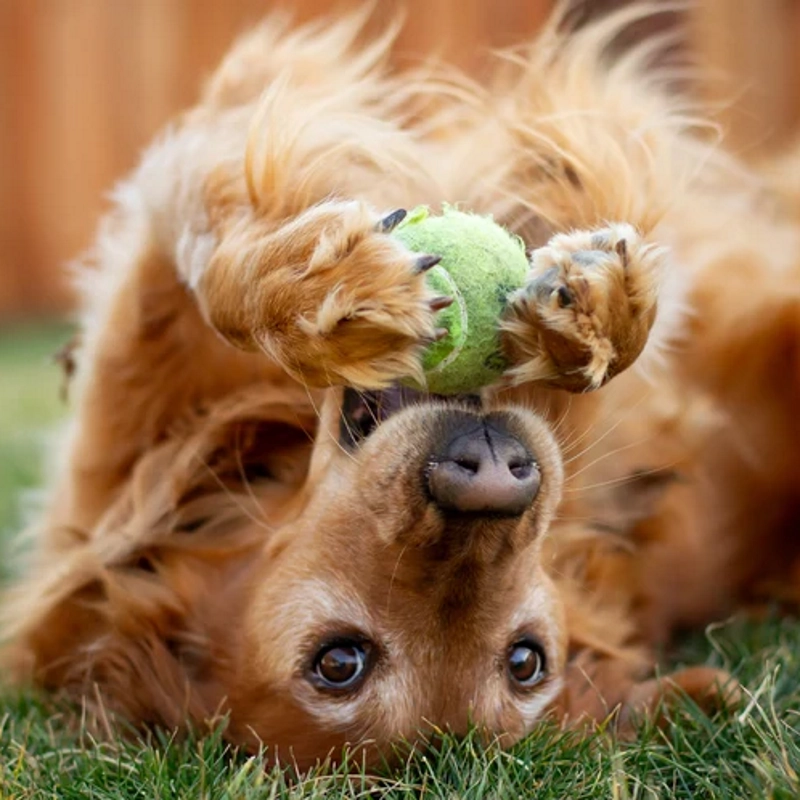 ruff-greens-category-image