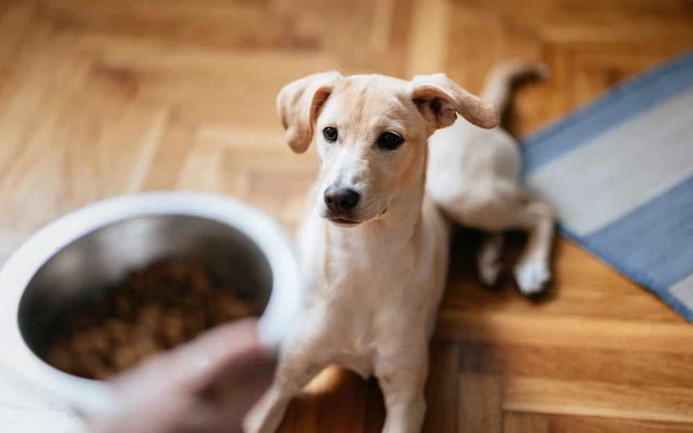 ruff-greens-feature-image